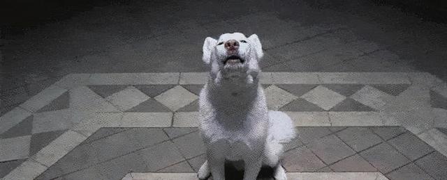 办狗证有什么用，狗狗办了狗证有什么用（狗狗或面临被“处死”风险）