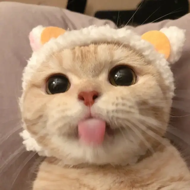 猫咪狗狗头像微信，猫咪狗狗头像（超可爱猫咪狗狗头像）