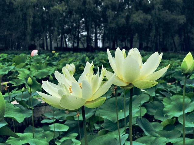 微山湖有哪些景区值得去玩，微山湖哪个景区最值得去（坐拥130000亩荷塘）