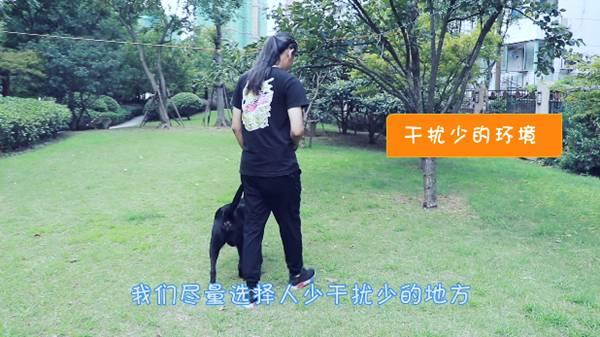 怎样训练小狗拉屎，怎样训练小狗拉屎视频（百分之八十养宠新手的烦恼——怎么训练狗狗上厕所）