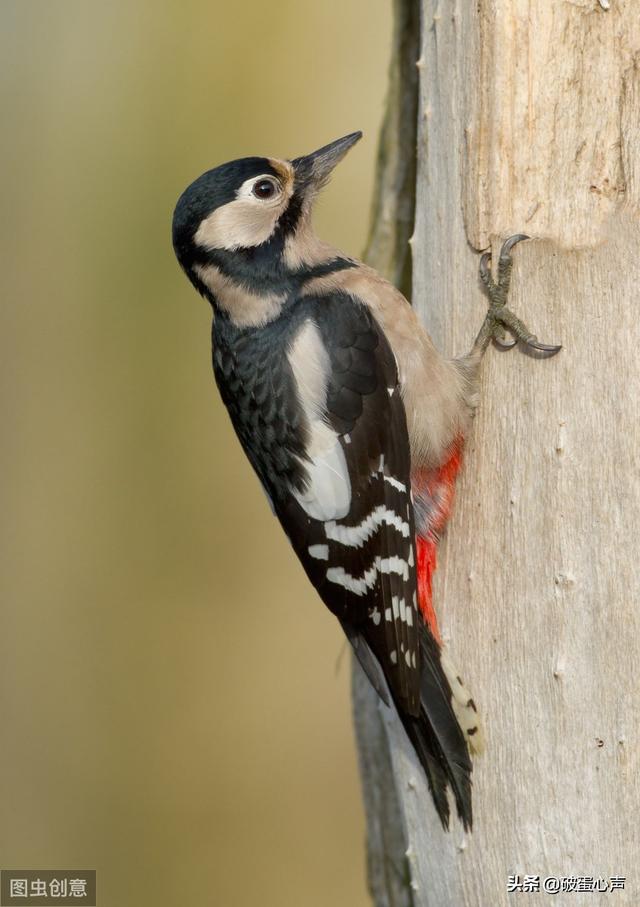 动物医生除了啄木鸟还有哪些，除了啄木鸟是医生还有其他吗（一种值得人类学习的鸟儿——啄木鸟）