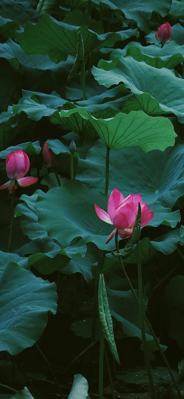 植物，微信头像，植物（清爽夺目的花花世界：）