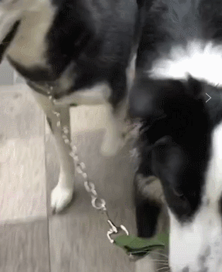 牧羊犬喜欢吃什么，还有这些特性让你又爱又恨