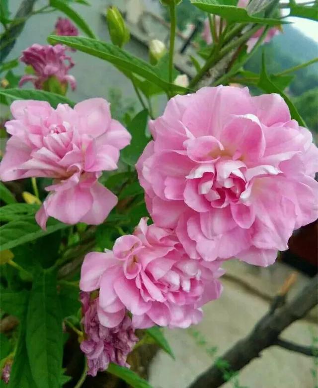 绿萝好养吗,绿萝怎样栽培(绿萝竟然排在倒数第1) 绿萝好养吗,绿萝怎样栽培(绿萝竟然排在倒数第1)