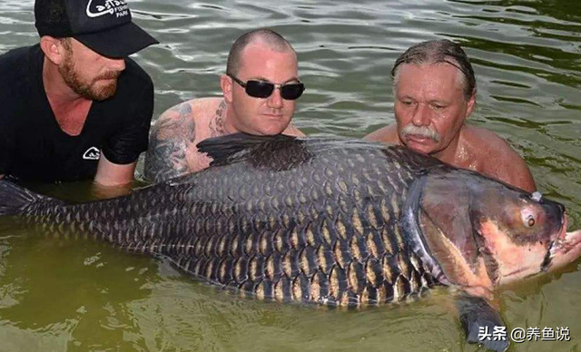 泰国斗鱼的简介-泰国斗鱼的寿命，泰国斗鱼的寿命是多少年（取决于体型大小和水质是否良好）