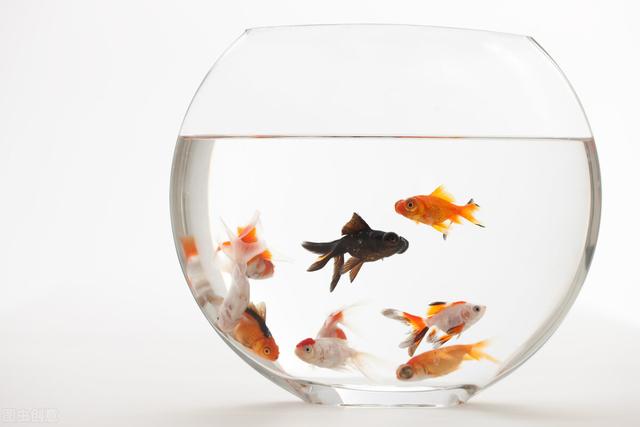 养鱼的小方法，简单养鱼方法（不必购买任何试剂、药物）