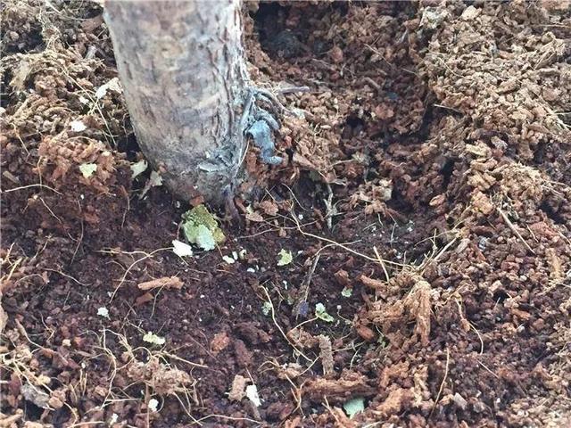 家里有鼻涕虫怎么消灭，鼻涕虫怎么彻底消灭（自制天然杀虫水）