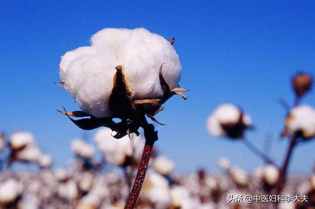 木棉花的副作用，木棉花泡水喝有副作用吗（棉花：我还是中药，能治病）