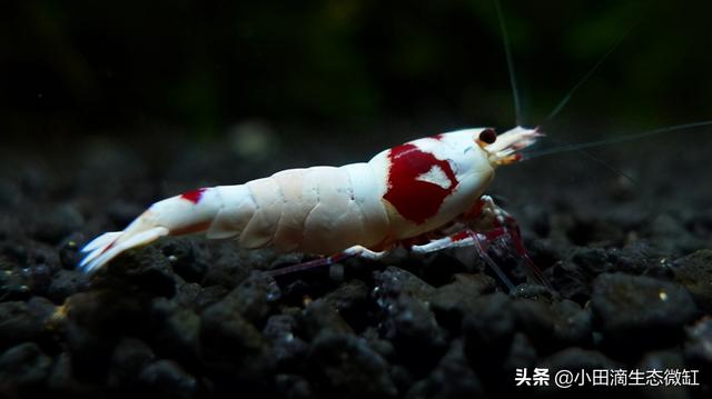虾的种类有哪些，河里的虾的种类有哪些（适合新手饲养的宠物虾及小型观赏虾详情）