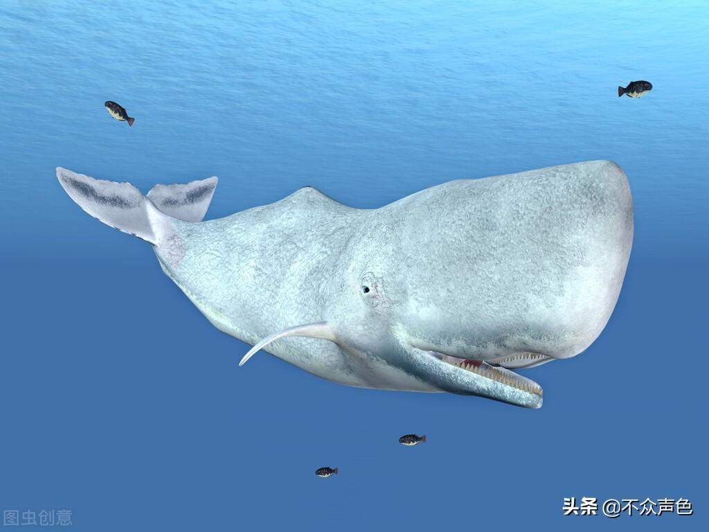 深海巨兽大王乌贼的天敌揭秘：谁在捕食这神秘巨型头足类生物？