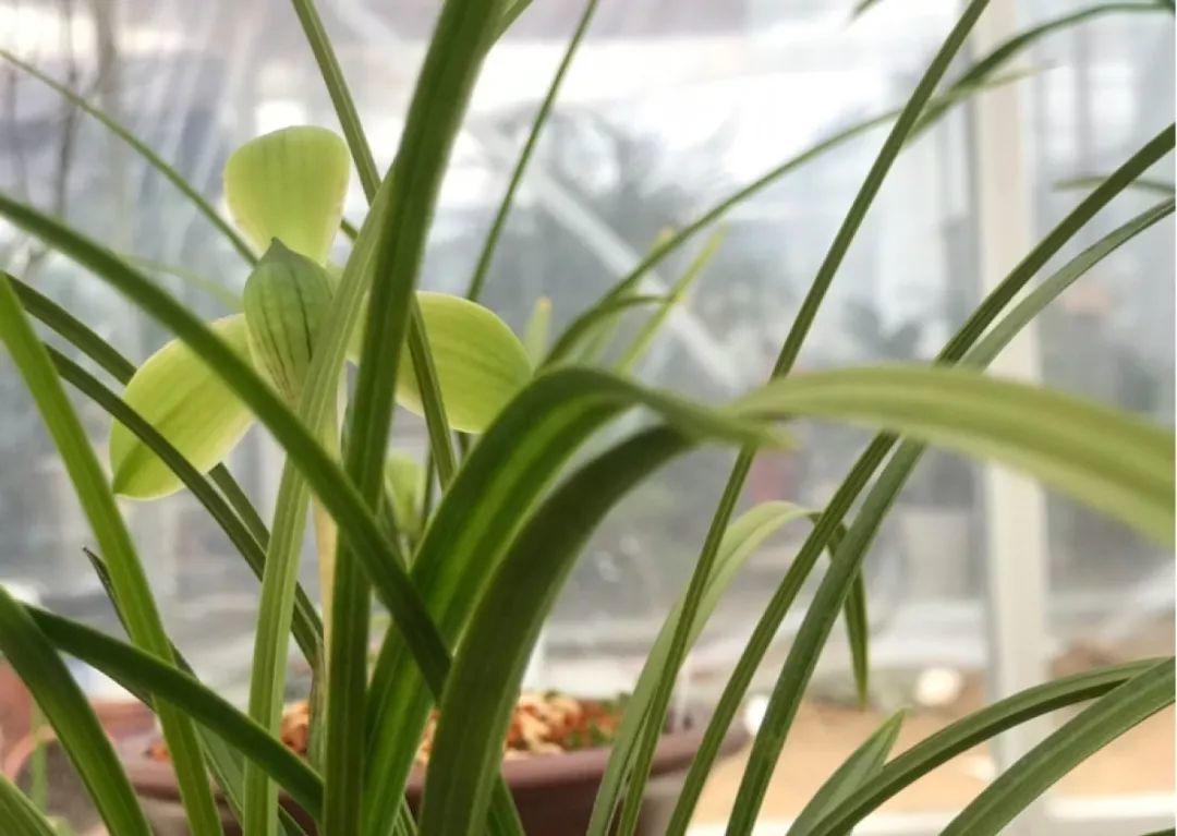 兰花什么时候开花，兰花开花时间（兰花最全养护要点）