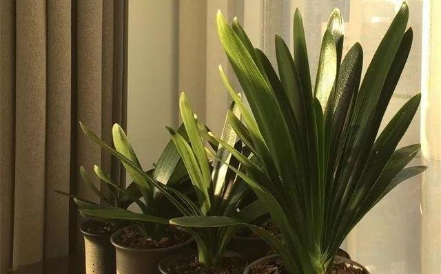 住宅大门朝东，住宅大门朝东风水布局（家里的大门朝哪）