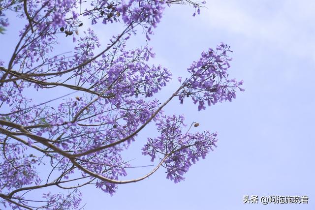 蓝花楹的花语是什么，蓝色花楹的花语（惊艳了初夏的那一抹紫）