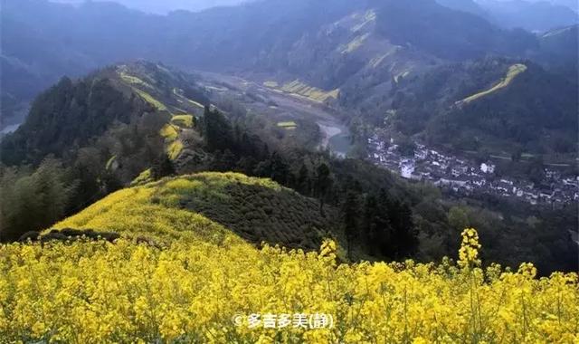 油菜花开的季节，适合家庭室内养的花与绿植（2019年全国油菜花开放时间表）