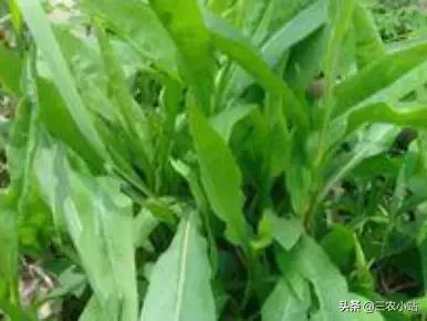 碱蓬菜的功效与作用，碱蓬的功效与作用（山野菜大全）