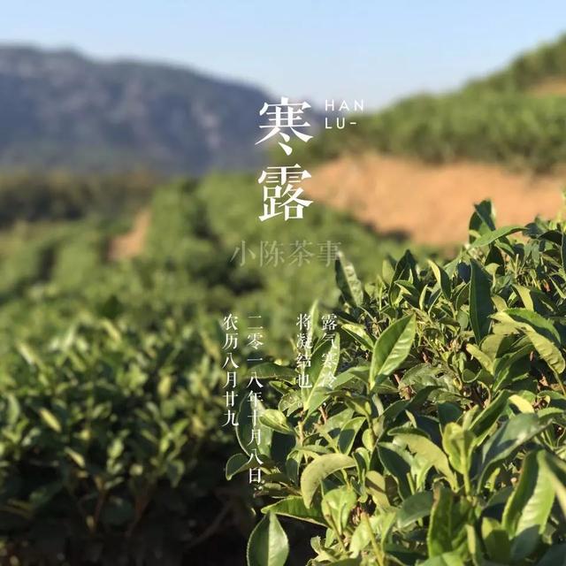 白牡丹茶怎么泡，白牡丹是什么茶（白茶春牡丹和秋牡丹）