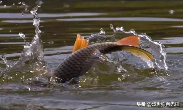 野钓鲤鱼旺季必备饵料配方视频，手把手教你调制高效诱鱼饵料，轻松爆护！