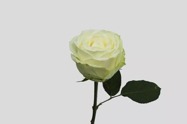 各种玫瑰花的含义，各色的玫瑰花有什么含意（一篇文章认全花店必备80种玫瑰花）