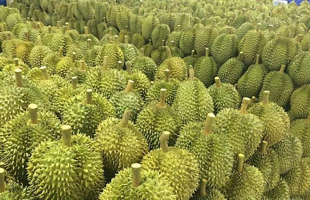 榴莲一个月吃几次合适，榴莲对子宫的功效与作用（榴莲树一年能结数百个果子）