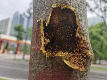 美国红枫天牛防治方法，美国红枫天牛用什么药最好（消除天牛对植物危害）