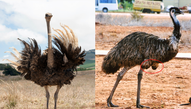 鸸鹋和鸵鸟的区别，鸵鸟和鸸鹋的区别（\