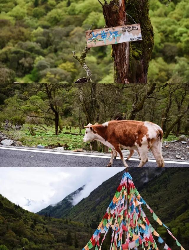 川西北花海风景，两天一夜川西秘境之旅
