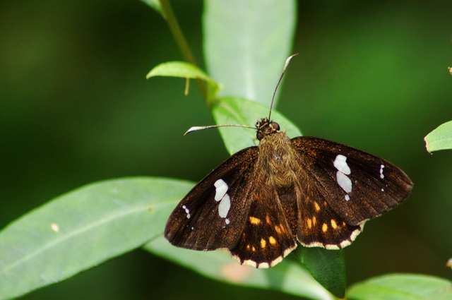 蝴蝶生活习性，蝴蝶王国（蝴蝶的生活环境和特点）
