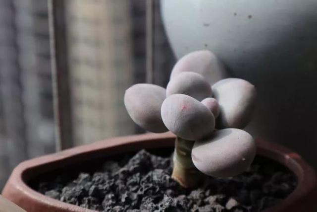 丸叶松绿怎么养，丸叶松绿的叶子可用来繁殖吗（养多肉，记名字，预防老年痴呆）