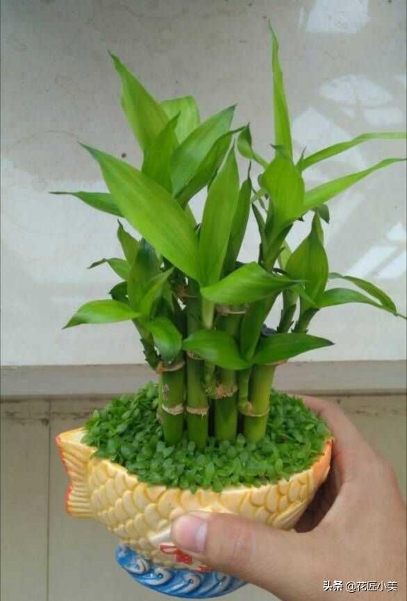 什么是腐殖土，腐殖土多少钱一方（土养富贵竹，用什么土好）