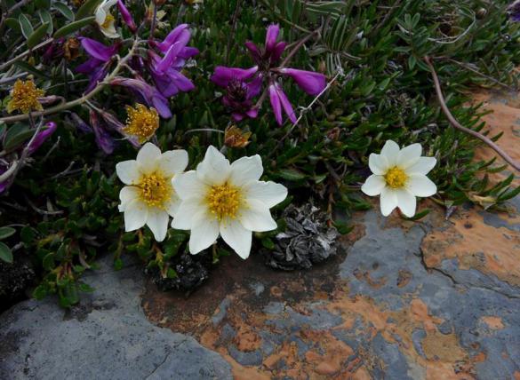 石蕊是什么，石蕊是什么意思（你有秋裤羽绒服）