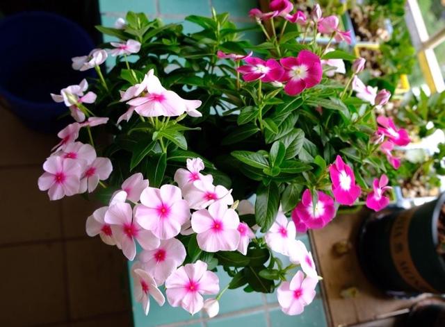 长春花的养殖方法和注意事项，长春花的养殖方法和注意事项长寿花