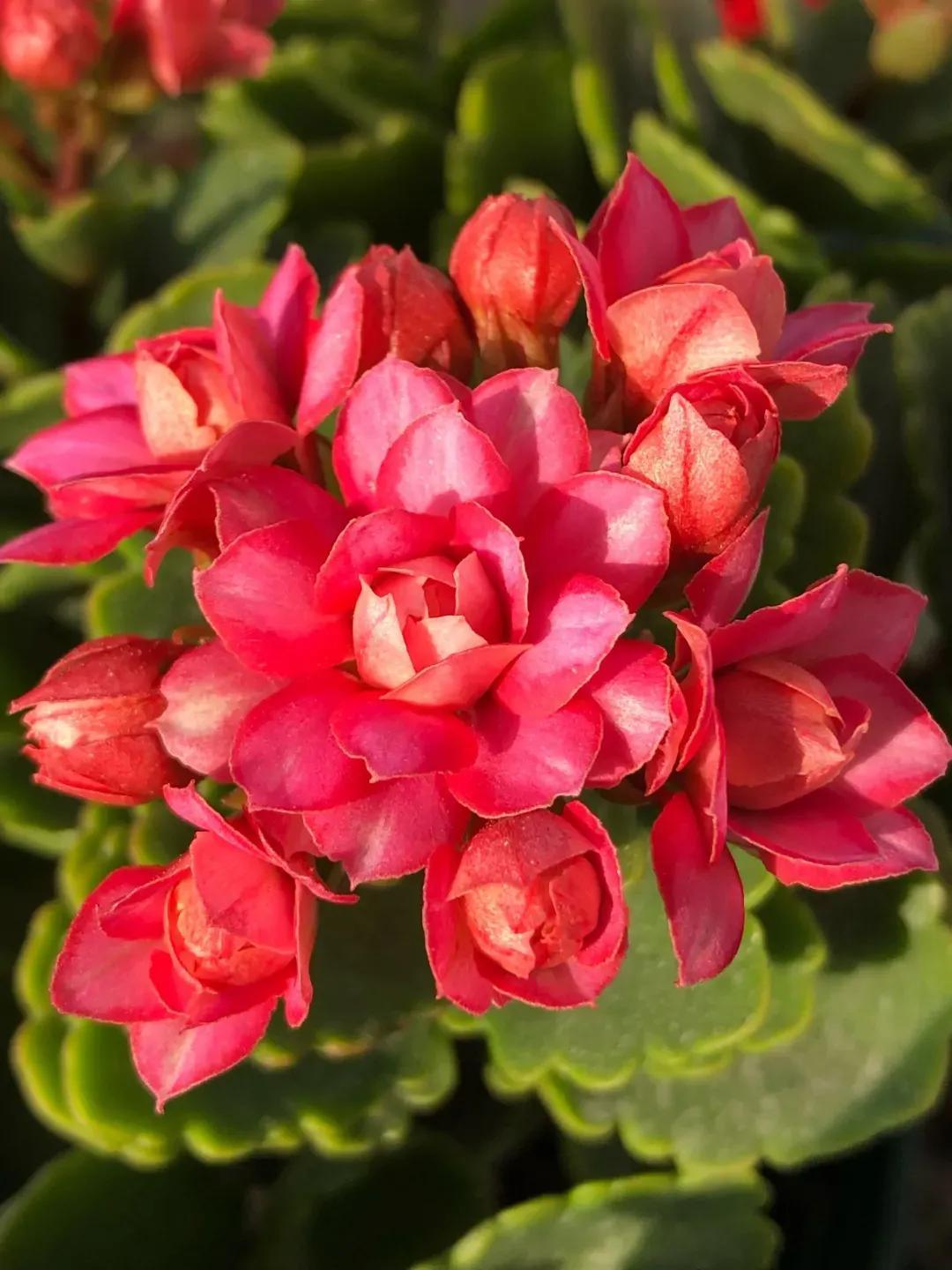 长寿花单瓣品种图片(长寿花重瓣品种名称图片大全大图) - 彝家农业网