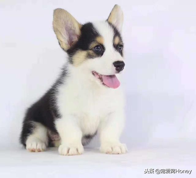 威尔士小短腿柯基犬，柯基犬备受英国皇室成员的青睐