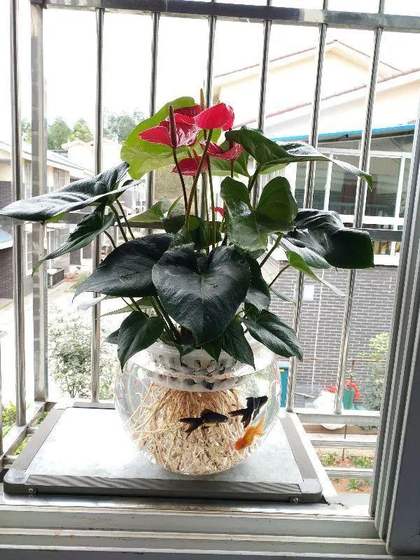 鸟尾花的繁育管理，鸟尾花 花期（30种耐阴花）