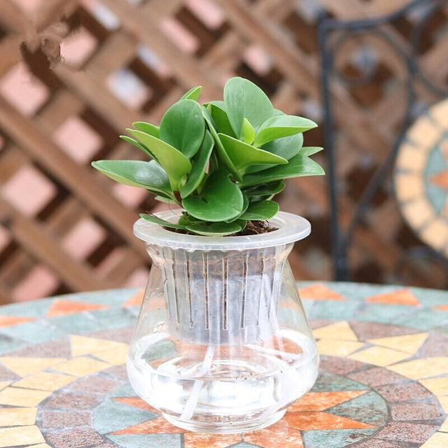 豆瓣绿的养殖方法和注意事项，豆瓣绿的养殖方法和注意事项四季海棠（学会这4点养的棒棒哒）