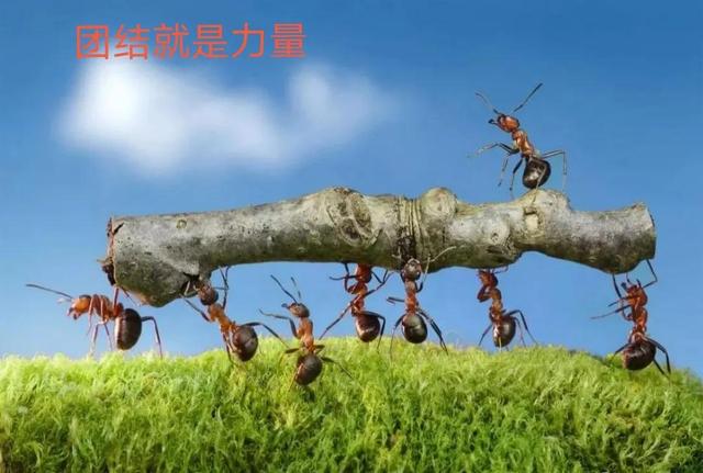 蚂蚁团队协作精神，蚂蚁团队协作精神分析（蚂蚁团队精神的启示）