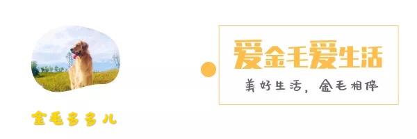自制狗粮害处(自制狗粮可以代替狗粮吗)