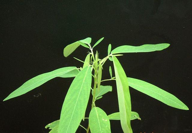 跳舞草种子，植物界平平无奇的舞蹈天才（跳舞草种子特征）