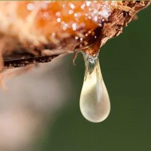 乳香精油的功效与作用及禁忌，女人不衰老的秘密