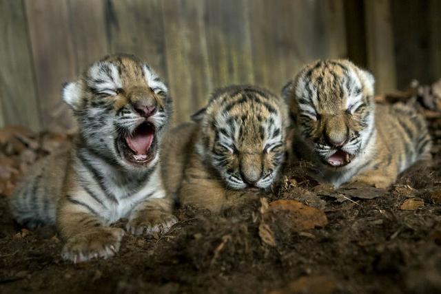 甜词  可爱壁纸 小象和兔子的故事，微信头像，甜词  可爱壁纸 小象和兔子的故事（42张活久未见的动物婴儿照片）