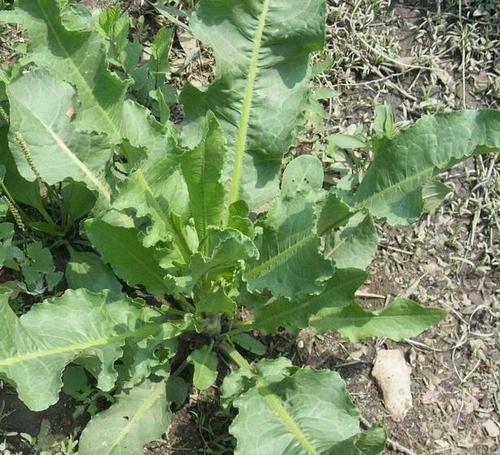 土大黄的功效与作用,羊蹄是一种什么样的植物 - 玉三网