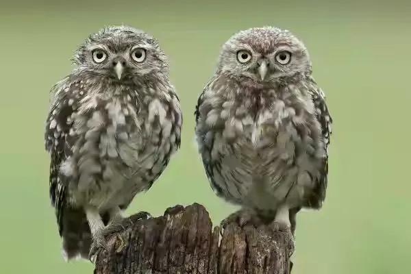 玄鸟是什么鸟，玄鸟百度百科（殷商图腾“玄鸟”根本不是燕子）