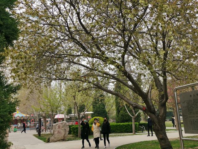 粉色樱花的花语是什么，红色樱花的花语是什么（惊喜！庄里的绿樱开花了）