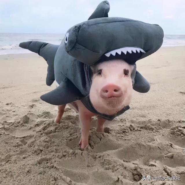 萌宠头像微信，萌宠头像（正如晚来的你皆是笑意）