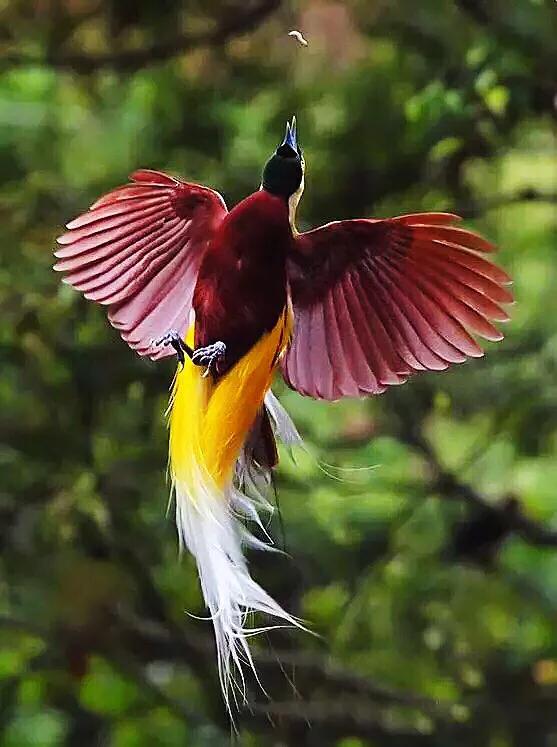 极乐鸟(极乐鸟花),极乐鸟科鸟类欣赏(极乐鸟之花)