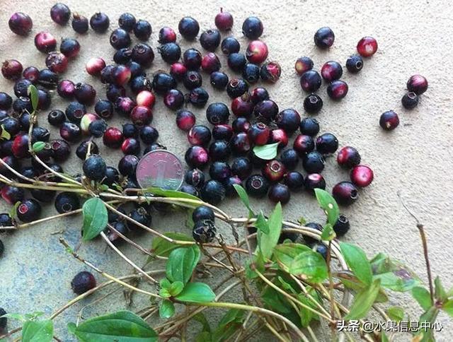 醋柳果的功效与作用，醋柳果的功效与作用及禁忌（国内有哪些小众特色水果）