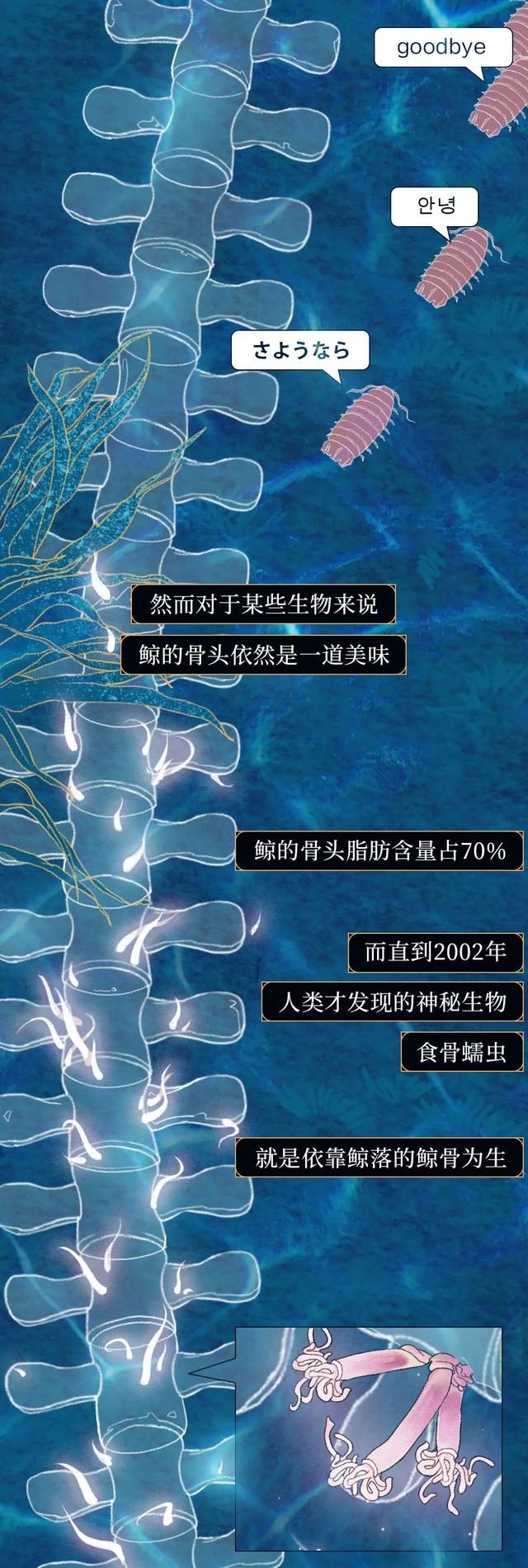 一鲸落万物生什么意思，万物生是什么意思（深入解析什么是“一鲸落）