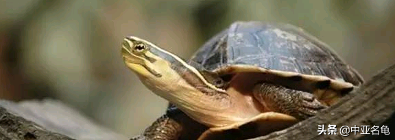 乌龟一般吃什么，家养的小乌龟一般吃什么（最全面的新手养龟攻略）