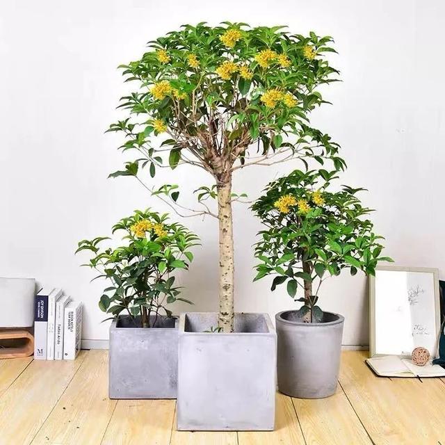 我国国花是什么花，中国国花是什么花（中国国花是什么花）