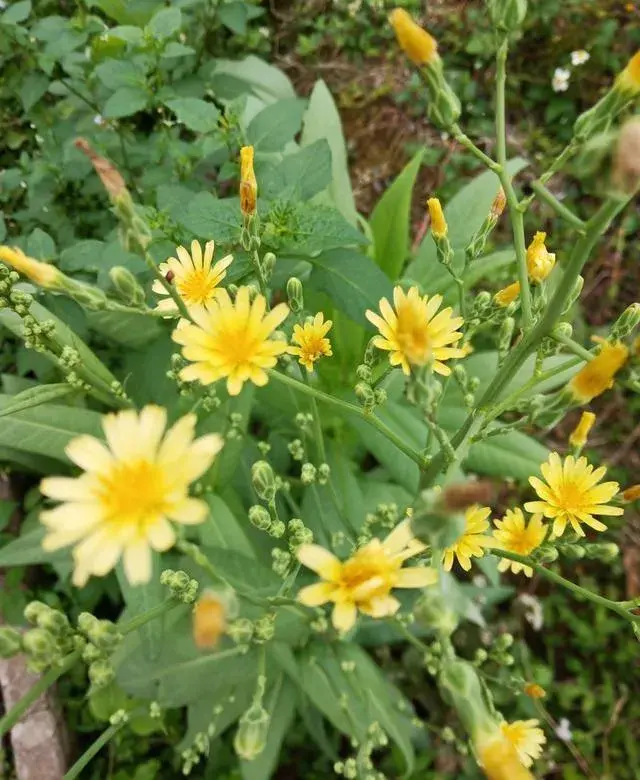 苦麦菜怎么做好吃，这道菜以前农村人都用来喂猪